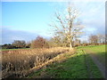 Reedbeds and farmland next to Strand Water