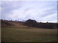 Escarpment near St Cyrus Beach