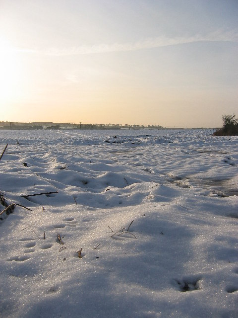 Hare tracks in snow