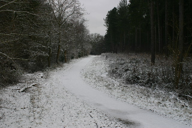 Track in Wheldrake Wood