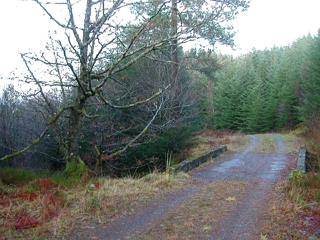 Bridge, Forest track