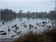 TL5419 : The Lake, Hatfield Forest by Janine Forbes
