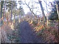 The woodland path to the summit.