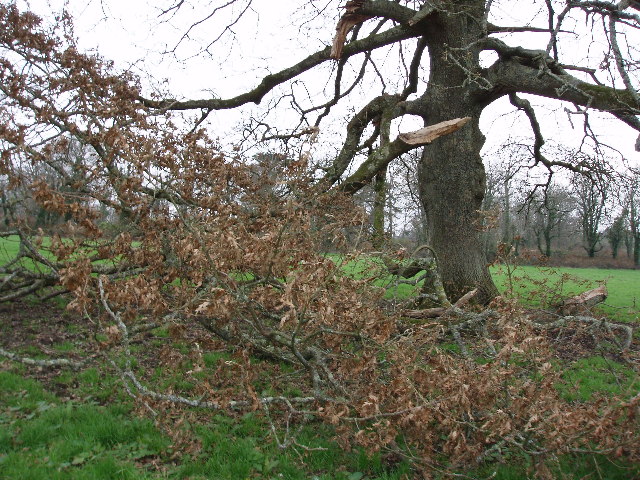 Storm damaged oak