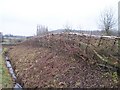 Newly-Laid Hedge, Catley Farms