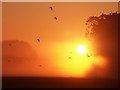 TF3463 : Sunrise over Keal Plantation by Dave Hitchborne