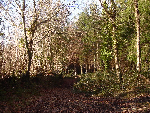 Woodland footpath