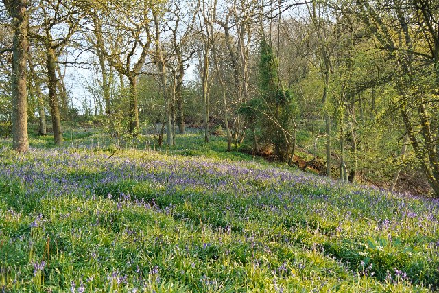 Whichford Wood