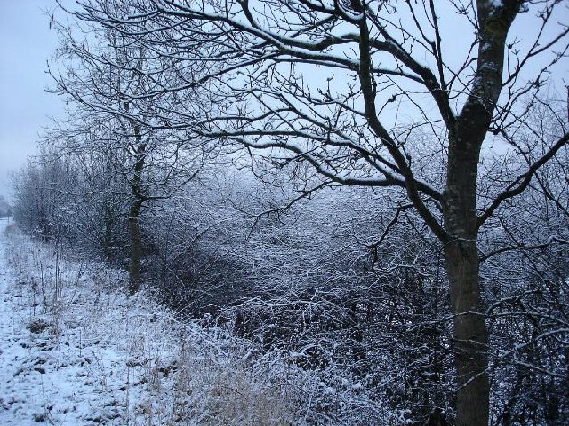 Winter hedgerows