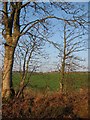 Fields at Trinity Gask