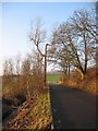 Damaged tree, Lowbank