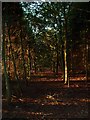 Woodland near to East Hendred