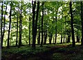 Trees in Chopwell Wood