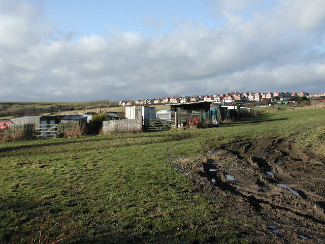 Crees in field at Delves Lane
