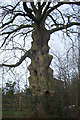 Unusual tree off Damson Lane, Mobberley