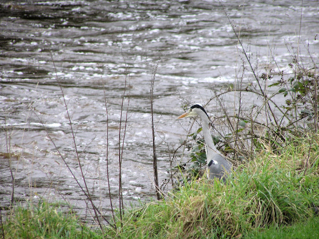 Heron at the river