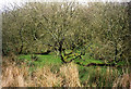 St Ewe: scrub trees and marsh north east of Churchtown