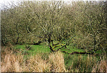 SW9746 : St Ewe: scrub trees and marsh north east of Churchtown by Martin Bodman