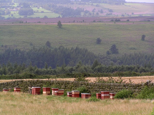 Bee Hives by the moorland heather