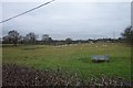 Sheep grazing - South East corner of Mobberley Parish