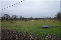 SJ8179 : Sheep grazing - South East corner of Mobberley Parish by Roger Gittins