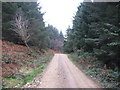 Forestry near Kildonan.