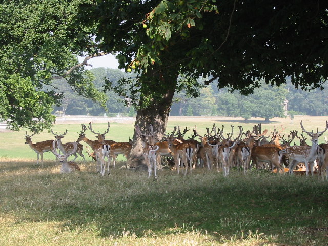 Deer in park at Holkham Hall