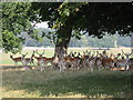 TF8842 : Deer in park at Holkham Hall by chris cox