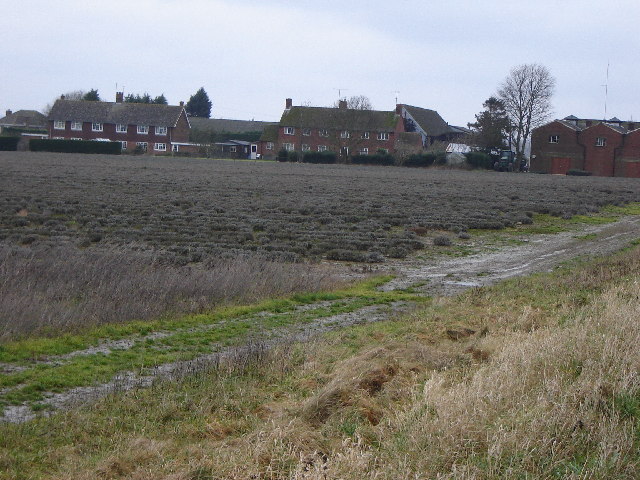Lavender Farm near Hartley Mauditt