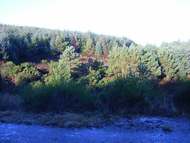 Forest track on Cnoc Croite na Maoile