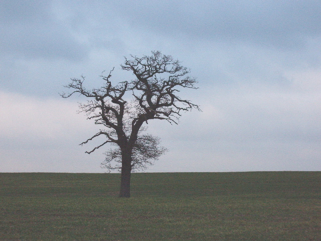 Leafless tree, Warren Farm, Chalfont St Peter