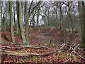 Sunken track in Crowellhill Wood