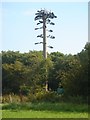 Phone mast  disguised as a tree