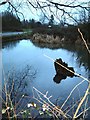 The Duck Pond, Cholesbury - Grey reflections