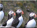 NT6599 : May Isle puffins by Norrie Adamson
