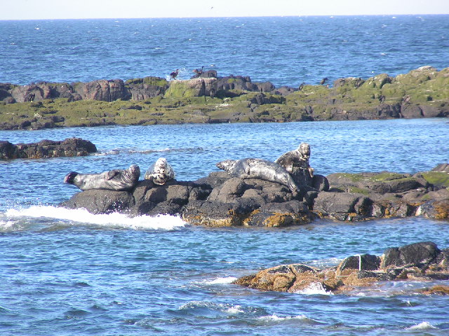 Isle Of May seals