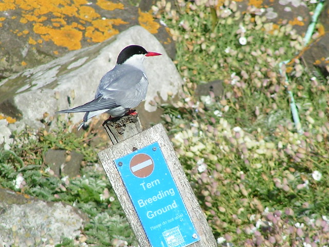 Terns Only!