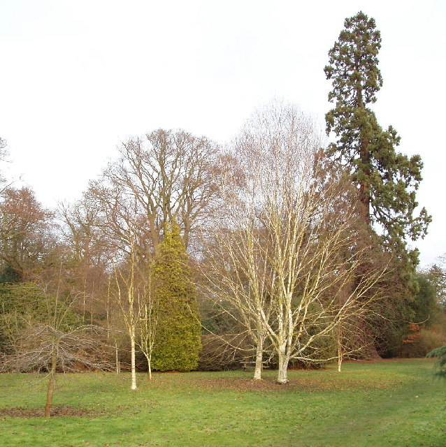 Langley Park arboretum