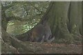 Wallabies at Longleat