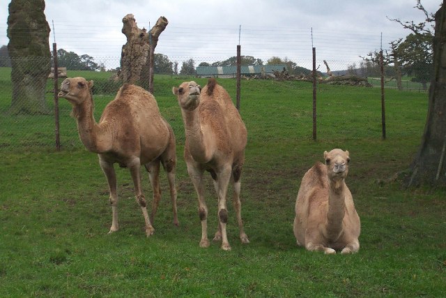 Camels at Longleat