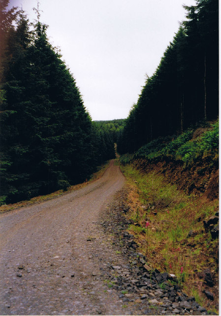 Track through Ardmore Forest