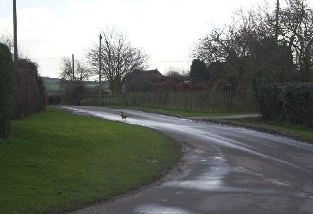 ..and a pheasant in a Foul End