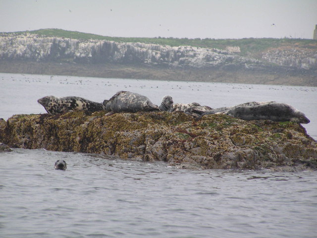 Seals on Gun Rock, Farne Islands