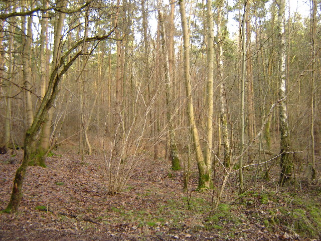 Upper Abbotstone Wood near Northington