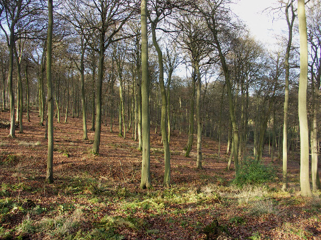 Shotridge Wood, Wormsley Estate