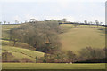 Cadbury: woodland south of the church