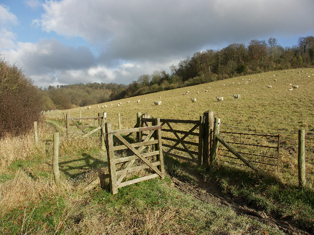 Sheep pasture, Wormsley Estate
