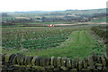 Brassicas above Penistone