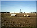 Pigs at Down Farm