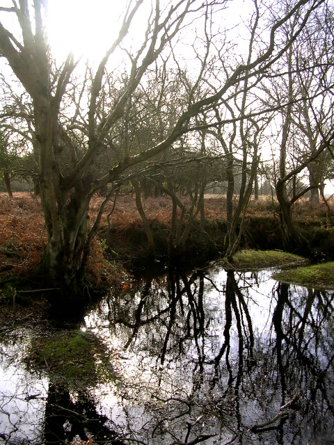 Wintry pond north of Berry Wood, New Forest